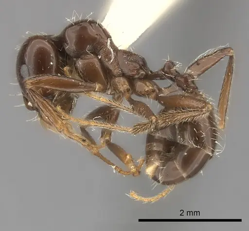 Messor barbarus specimen CASENT0217878 image casent0217878_3