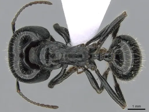 Messor barbarus specimen CASENT0281546 image casent0281546_1