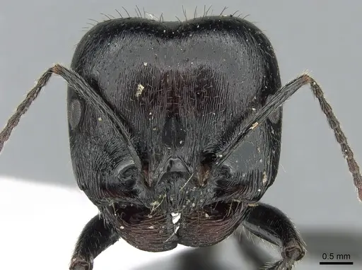 Messor barbarus specimen CASENT0281546 image casent0281546_2