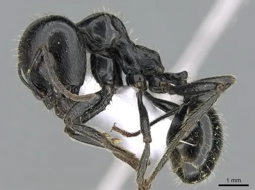 Messor barbarus specimen CASENT0281546 image casent0281546_3
