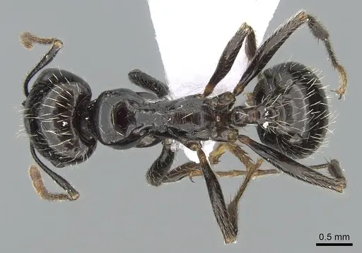 Messor barbarus specimen CASENT0281547 image casent0281547_1