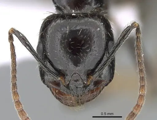 Messor barbarus specimen CASENT0281547 image casent0281547_2