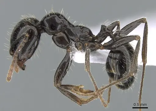 Messor barbarus specimen CASENT0281547 image casent0281547_3
