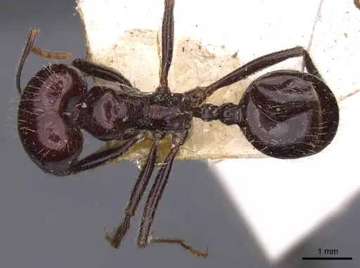 Messor barbarus specimen CASENT0907728 image casent0907728_1