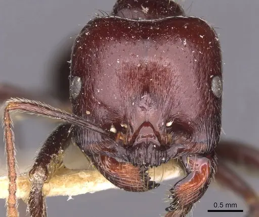 Messor barbarus specimen CASENT0907728 image casent0907728_2