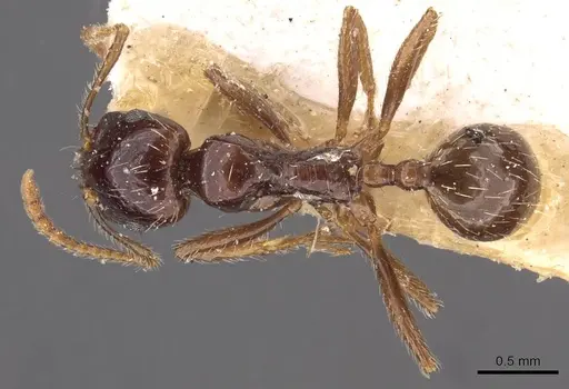 Messor barbarus specimen CASENT0907729 image casent0907729_1