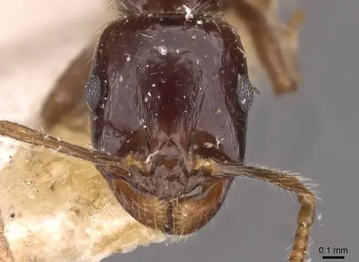 Messor barbarus specimen CASENT0907729 image casent0907729_2