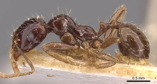 Messor barbarus specimen CASENT0907729 image casent0907729_3