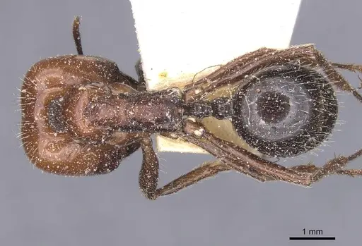 Messor barbarus specimen CASENT0913160 image casent0913160_1