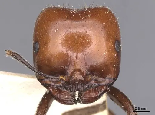 Messor barbarus specimen CASENT0913160 image casent0913160_2