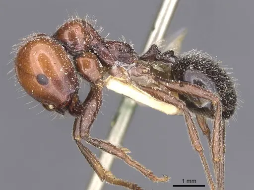 Messor barbarus specimen CASENT0913160 image casent0913160_3
