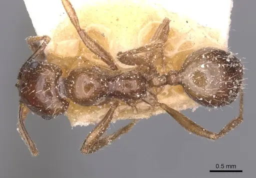 Messor barbarus specimen CASENT0913161 image casent0913161_1