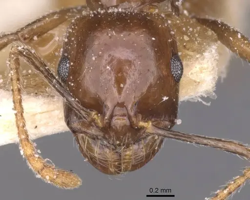 Messor barbarus specimen CASENT0913161 image casent0913161_2