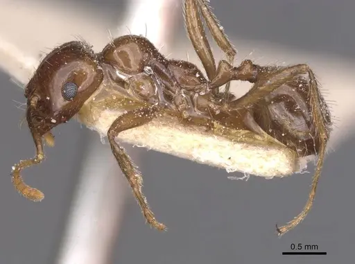 Messor barbarus specimen CASENT0913161 image casent0913161_3