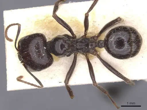 Messor barbarus specimen CASENT0913162 image casent0913162_1