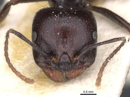 Messor barbarus specimen CASENT0913162 image casent0913162_2