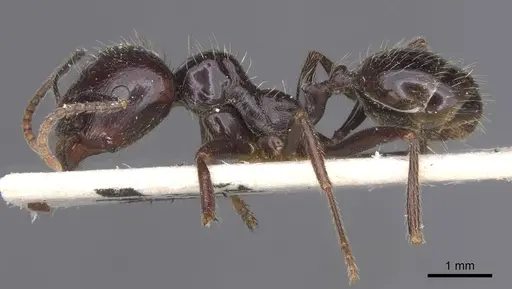 Messor barbarus specimen CASENT0913162 image casent0913162_3
