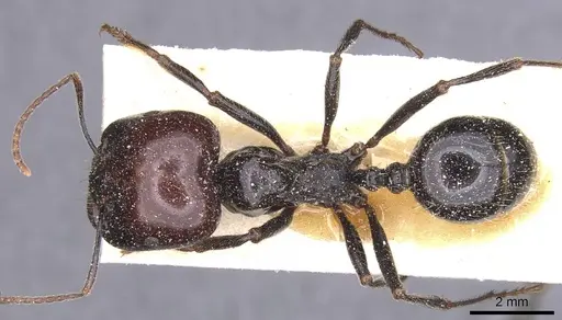 Messor barbarus specimen CASENT0913163 image casent0913163_1
