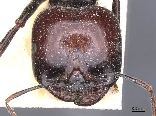 Messor barbarus specimen CASENT0913163 image casent0913163_2