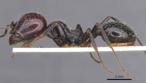 Messor barbarus specimen CASENT0913163 image casent0913163_3