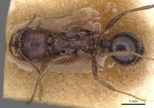 Messor berbericus specimen CASENT0913626 image casent0913626_1