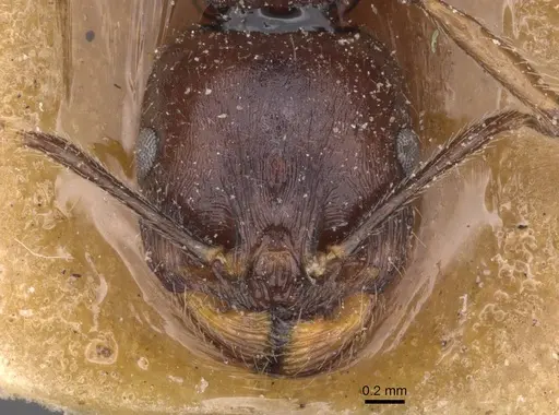 Messor berbericus specimen CASENT0913626 image casent0913626_2