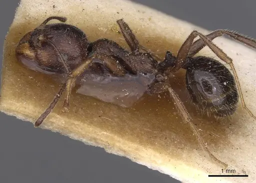 Messor berbericus specimen CASENT0913626 image casent0913626_3