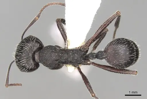 Messor bernardi specimen CASENT0281592 image casent0281592_1