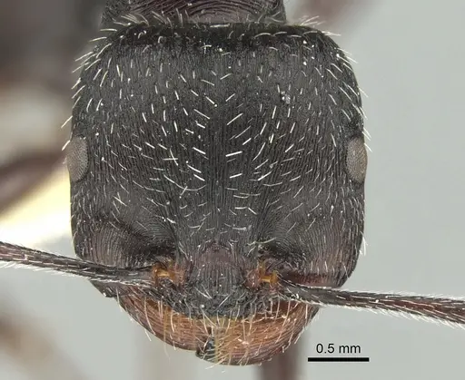 Messor bernardi specimen CASENT0281592 image casent0281592_2