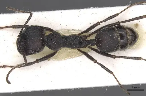 Messor bernardi specimen CASENT0915451 image casent0915451_1