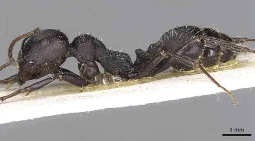 Messor bernardi specimen CASENT0915451 image casent0915451_3