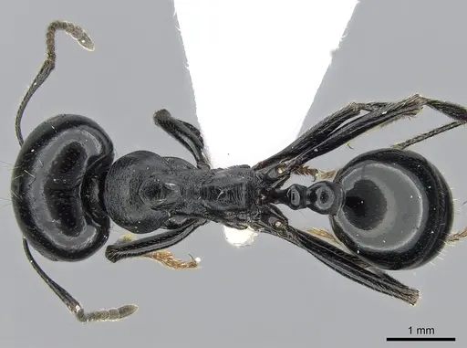 Messor bouvieri specimen CASENT0281543 image casent0281543_1