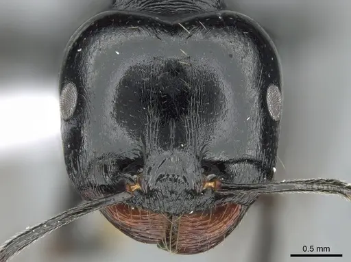 Messor bouvieri specimen CASENT0281543 image casent0281543_2