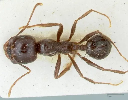 Messor bouvieri specimen FOCOL1247 image focol1247_1