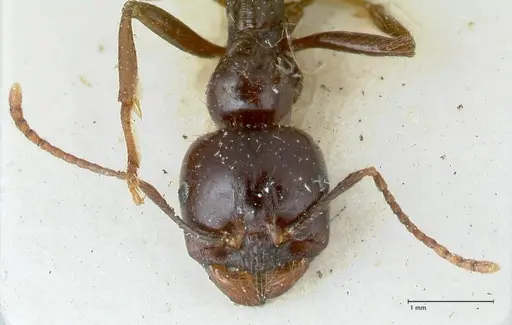 Messor bouvieri specimen FOCOL1247 image focol1247_2