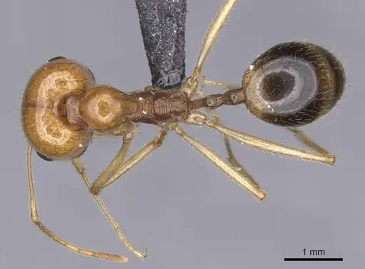 Messor boyeri specimen CASENT0913164 image casent0913164_1