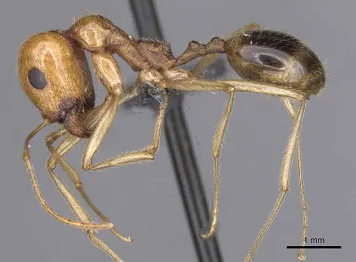 Messor boyeri specimen CASENT0913164 image casent0913164_3