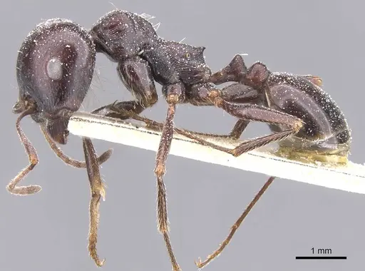 Messor brevispinosus specimen CASENT0913142 image casent0913142_3