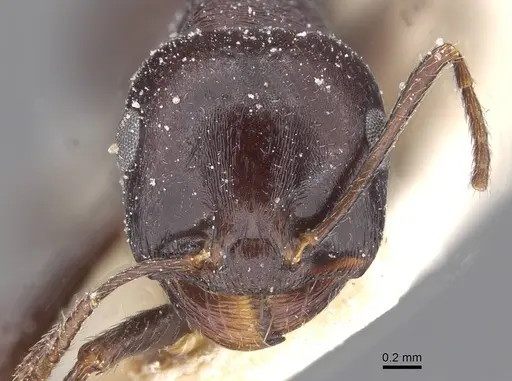 Messor brevispinosus specimen CASENT0913143 image casent0913143_2