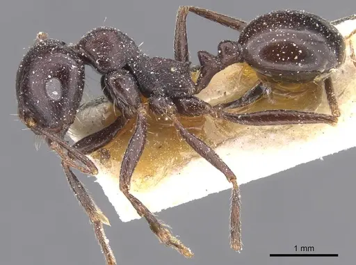 Messor brevispinosus specimen CASENT0913143 image casent0913143_3