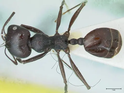 Messor brevispinosus specimen FOCOL1251 image focol1251_1