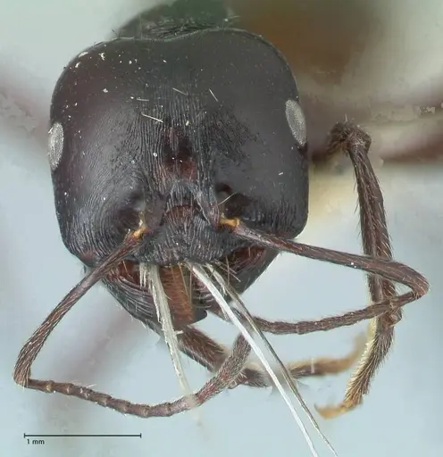 Messor brevispinosus specimen FOCOL1251 image focol1251_2