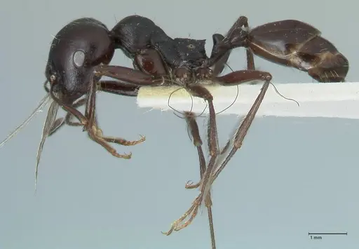 Messor brevispinosus specimen FOCOL1251 image focol1251_3