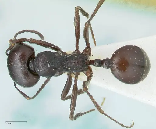 Messor brevispinosus specimen FOCOL1252 image focol1252_1