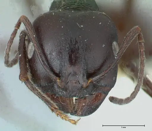 Messor brevispinosus specimen FOCOL1252 image focol1252_2