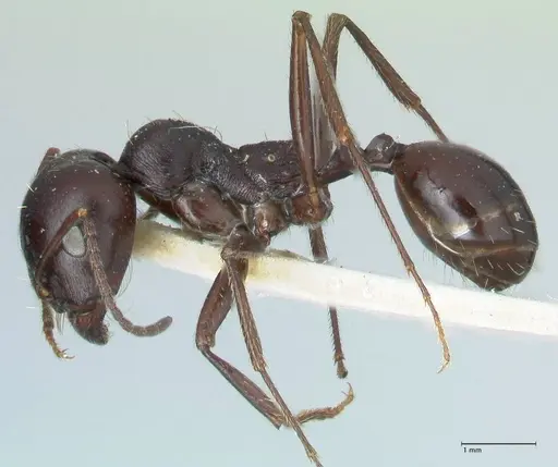 Messor brevispinosus specimen FOCOL1252 image focol1252_3