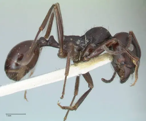 Messor brevispinosus specimen FOCOL1252 image focol1252_4