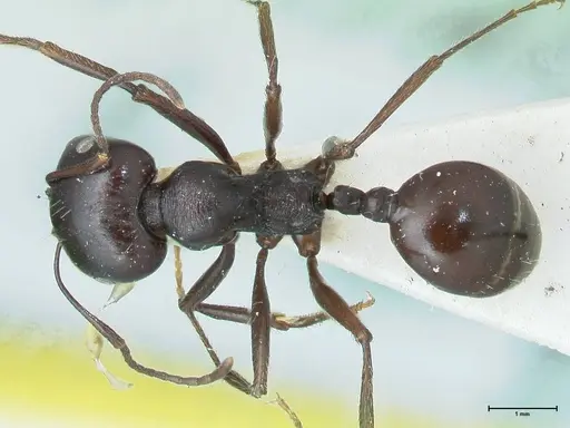 Messor brevispinosus specimen FOCOL1253 image focol1253_1