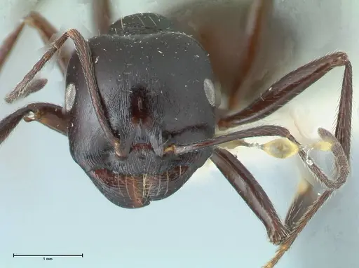 Messor brevispinosus specimen FOCOL1253 image focol1253_2