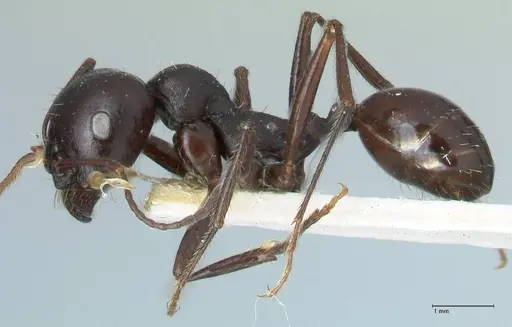 Messor brevispinosus specimen FOCOL1253 image focol1253_3